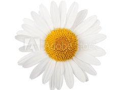 Fototapeta360 x 266  White daisy, 360 x 266 cm