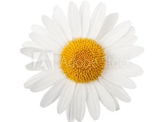 Fototapeta360 x 266  White daisy, 360 x 266 cm