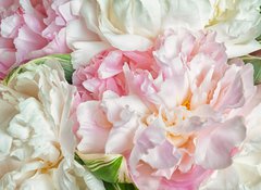 Fototapeta100 x 73  Blooming peonies, 100 x 73 cm