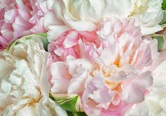 Fototapeta184 x 128  Blooming peonies, 184 x 128 cm