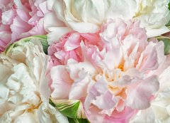 Fototapeta200 x 144  Blooming peonies, 200 x 144 cm