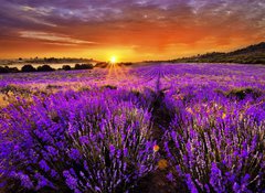 Samolepka flie 100 x 73, 66255723 - Lavender