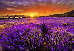 Samolepka flie 145 x 100, 66255723 - Lavender