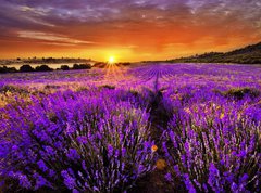 Samolepka flie 270 x 200, 66255723 - Lavender