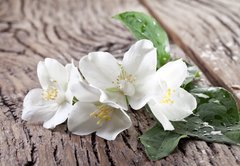 Samolepka flie 145 x 100, 66432530 - Jasmine flowers over old wooden table.