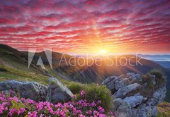 Fototapeta pltno 174 x 120, 66580383 - Dawn with flowers in the mountains