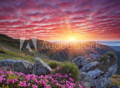 Fototapeta pltno 330 x 244, 66580383 - Dawn with flowers in the mountains