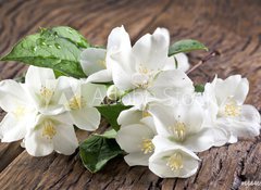 Samolepka flie 100 x 73, 66646969 - Jasmine flowers over old wooden table. - Jasmnov kvtiny nad starm devnm stolem.