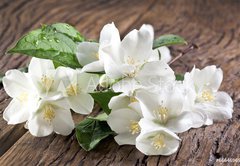 Fototapeta pltno 174 x 120, 66646969 - Jasmine flowers over old wooden table.