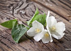 Fototapeta pltno 240 x 174, 66646997 - Jasmine flowers over old wooden table. - Jasmnov kvtiny nad starm devnm stolem.