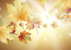 Fototapeta papr 184 x 128, 66663515 - Autumn leaves