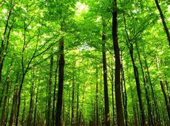Samolepka flie 270 x 200, 66883526 -  forest