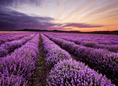 Samolepka flie 100 x 73, 67101822 - Sunrise in Lavender Field - Vchod slunce v lavinovm poli