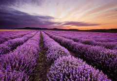 Samolepka flie 145 x 100, 67101822 - Sunrise in Lavender Field - Vchod slunce v lavinovm poli