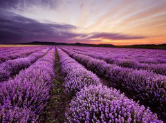 Fototapeta vliesov 270 x 200, 67101822 - Sunrise in Lavender Field