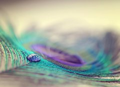 Fototapeta pltno 240 x 174, 67250571 - Peacock feather and drop - Pvov pe a pdu