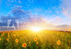 Samolepka flie 145 x 100, 67337702 - Morning sunflower field