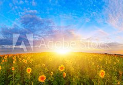 Fototapeta184 x 128  Morning sunflower field, 184 x 128 cm
