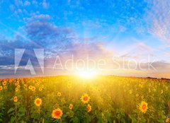 Fototapeta pltno 240 x 174, 67337702 - Morning sunflower field