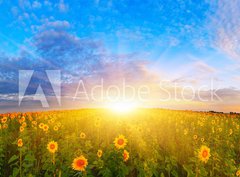 Fototapeta pltno 330 x 244, 67337702 - Morning sunflower field