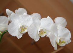 Samolepka flie 100 x 73, 6749308 - orchidea