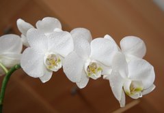 Fototapeta174 x 120  orchidea, 174 x 120 cm