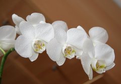 Fototapeta184 x 128  orchidea, 184 x 128 cm
