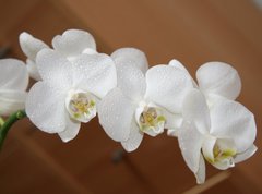 Fototapeta vliesov 270 x 200, 6749308 - orchidea