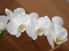 Fototapeta330 x 244  orchidea, 330 x 244 cm