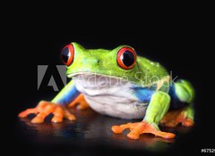 Samolepka flie 100 x 73, 6752978 - frog closeup on black - ba detailn na ern