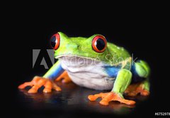 Samolepka flie 145 x 100, 6752978 - frog closeup on black - ba detailn na ern