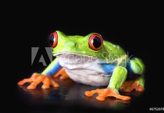 Fototapeta pltno 174 x 120, 6752978 - frog closeup on black - ba detailn na ern