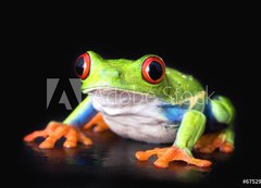 Samolepka flie 200 x 144, 6752978 - frog closeup on black - ba detailn na ern