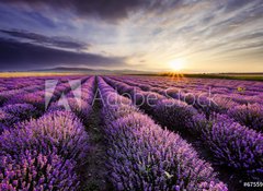 Samolepka flie 100 x 73, 67559194 - Lavender Sunrise - Levandule Vchod slunce