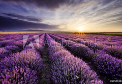 Fototapeta174 x 120  Lavender Sunrise, 174 x 120 cm