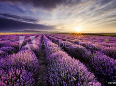 Samolepka flie 270 x 200  Lavender Sunrise, 270 x 200 cm