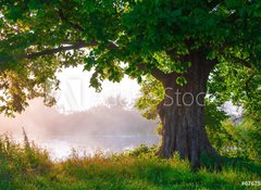 Samolepka flie 100 x 73, 67675896 - Oak tree in full leaf in summer standing alone - Dub v plnm listu v lt stojc sm