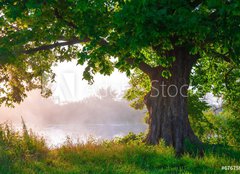 Fototapeta papír 160 x 116, 67675896 - Oak tree in full leaf in summer standing alone - Dub v plném listu v létě stojící sám
