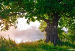 Fototapeta pltno 174 x 120, 67675896 - Oak tree in full leaf in summer standing alone