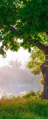 Samolepka na dvee flie 90 x 220, 67675896 - Oak tree in full leaf in summer standing alone