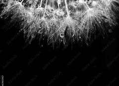 Fototapeta plátno 160 x 116, 67815967 - Super macro white dandelion with droplets on black background - Super makro bílá pampeliška s kapičkami na černém pozadí