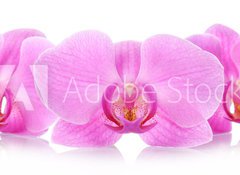 Samolepka flie 100 x 73, 67865693 - The orchid flowers - Kvtiny orchidej