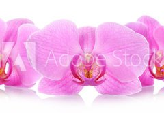 Samolepka flie 145 x 100, 67865693 - The orchid flowers - Kvtiny orchidej