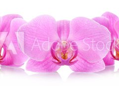 Fototapeta plátno 160 x 116, 67865693 - The orchid flowers - Květiny orchidejí
