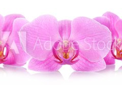 Fototapeta papr 184 x 128, 67865693 - The orchid flowers - Kvtiny orchidej