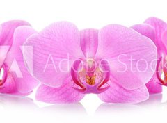 Fototapeta330 x 244  The orchid flowers, 330 x 244 cm