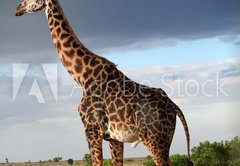 Fototapeta pltno 174 x 120, 68090658 - Girafe mle qui parade
