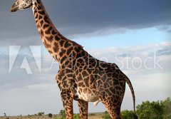 Fototapeta papr 184 x 128, 68090658 - Girafe mle qui parade