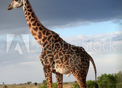 Samolepka flie 200 x 144, 68090658 - Girafe mle qui parade
