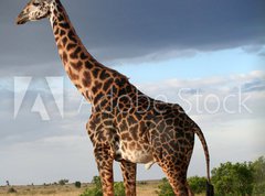 Samolepka flie 270 x 200, 68090658 - Girafe mle qui parade